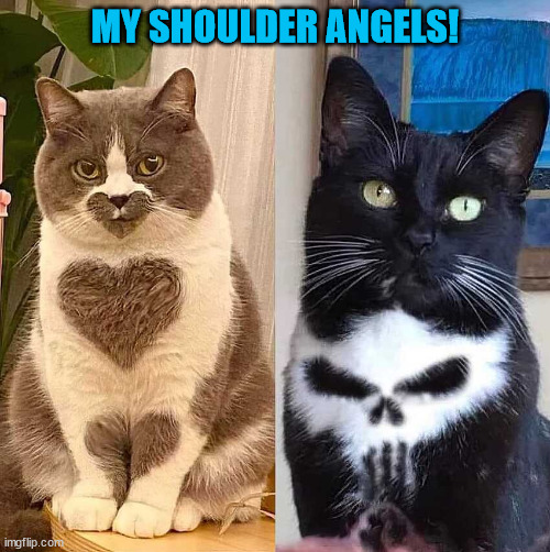 Shoulder angels | MY SHOULDER ANGELS! | image tagged in angels,cats,funny cats | made w/ Imgflip meme maker