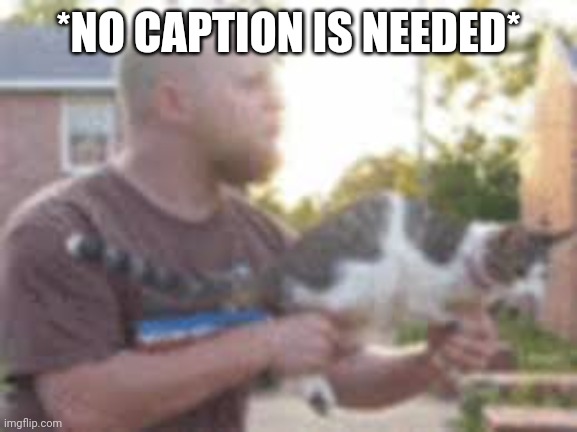 No Caption Is Needed... | *NO CAPTION IS NEEDED* | image tagged in cats | made w/ Imgflip meme maker
