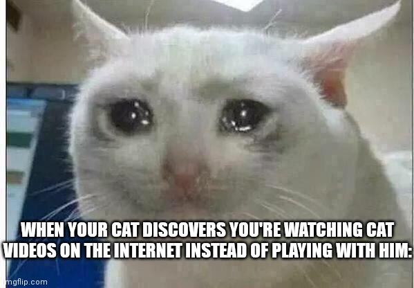 crying cat | WHEN YOUR CAT DISCOVERS YOU'RE WATCHING CAT VIDEOS ON THE INTERNET INSTEAD OF PLAYING WITH HIM: | image tagged in crying cat | made w/ Imgflip meme maker
