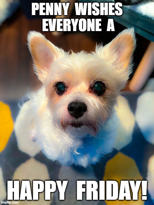 Happy Friday | PENNY  WISHES  EVERYONE  A; HAPPY  FRIDAY! | image tagged in cute puppy | made w/ Imgflip meme maker