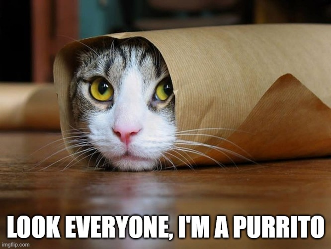 meme by Brad cat is a burrito | LOOK EVERYONE, I'M A PURRITO | image tagged in cat,cats,funny cats,humor,humor memes | made w/ Imgflip meme maker