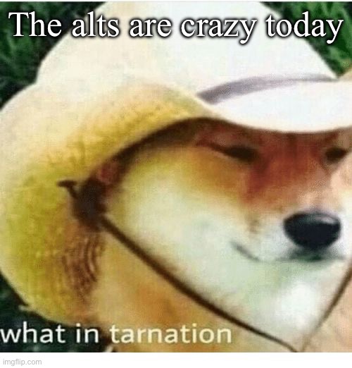 what in tarnation | The alts are crazy today | image tagged in what in tarnation | made w/ Imgflip meme maker