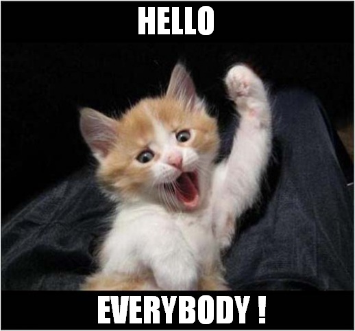 A Friendly Kitten ! | HELLO; EVERYBODY ! | image tagged in cats,kitten,hello | made w/ Imgflip meme maker