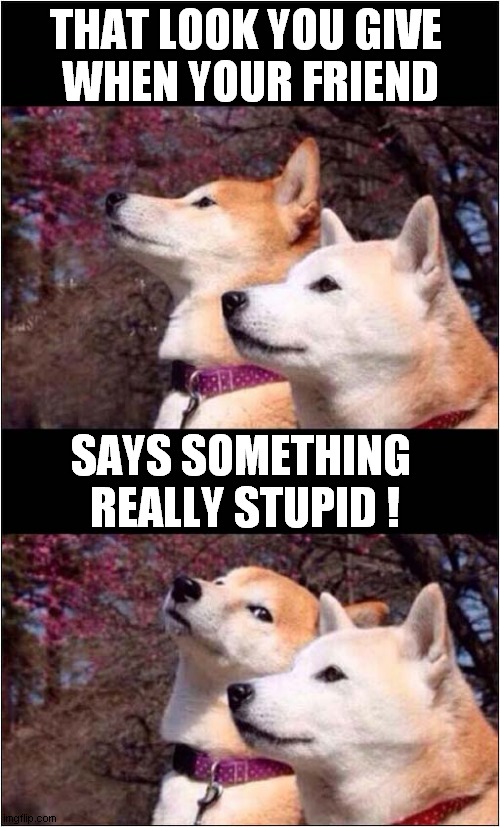 Wow, A Talking Dog ! | THAT LOOK YOU GIVE 
WHEN YOUR FRIEND; SAYS SOMETHING 
REALLY STUPID ! | image tagged in dogs,look,stupid | made w/ Imgflip meme maker