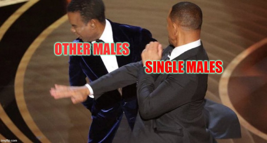 this is certified, so i'm sorry | OTHER MALES; SINGLE MALES | image tagged in will smith chris rock oscar s slap | made w/ Imgflip meme maker