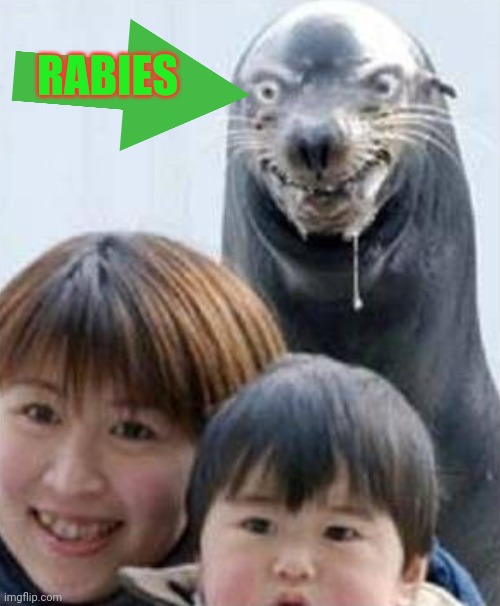 Rabid seal | RABIES | image tagged in rabid seal | made w/ Imgflip meme maker