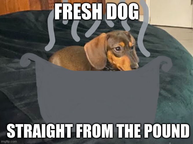 Fresh Dog | FRESH DOG; STRAIGHT FROM THE POUND | image tagged in image | made w/ Imgflip meme maker