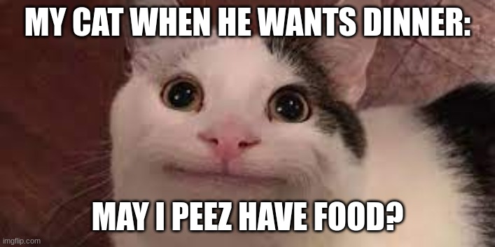 cat | MY CAT WHEN HE WANTS DINNER:; MAY I PEEZ HAVE FOOD? | image tagged in yay | made w/ Imgflip meme maker