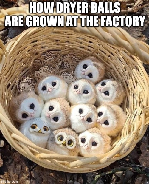 Dryer Balls | HOW DRYER BALLS ARE GROWN AT THE FACTORY | image tagged in laundry,owl,clothes,dry,factory | made w/ Imgflip meme maker