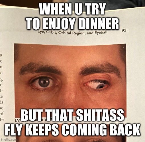 Eying | WHEN U TRY TO ENJOY DINNER; BUT THAT SHITASS FLY KEEPS COMING BACK | image tagged in eying | made w/ Imgflip meme maker