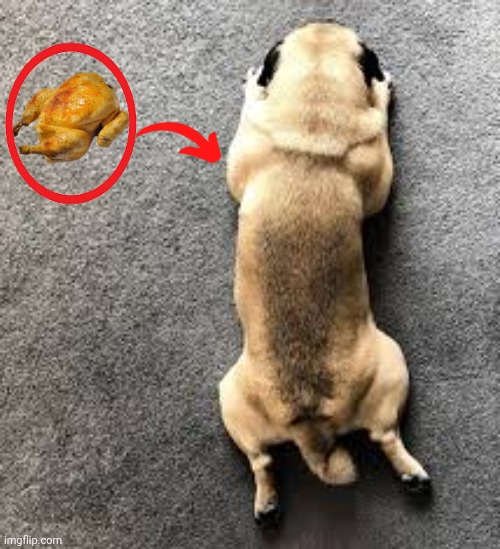 Laying down dog, chicken | image tagged in chicken,dogs,dog,resemblance,memes,laying down | made w/ Imgflip meme maker