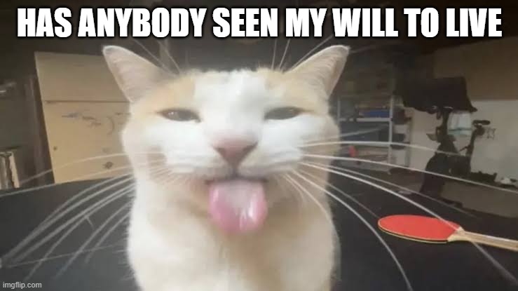 Milly the silly cat Bleh Cat | HAS ANYBODY SEEN MY WILL TO LIVE | image tagged in milly the silly cat bleh cat | made w/ Imgflip meme maker
