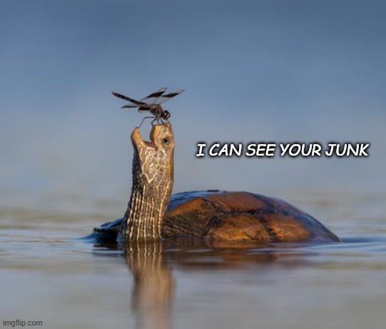 smiling turtle | I CAN SEE YOUR JUNK | image tagged in smiling turtle | made w/ Imgflip meme maker
