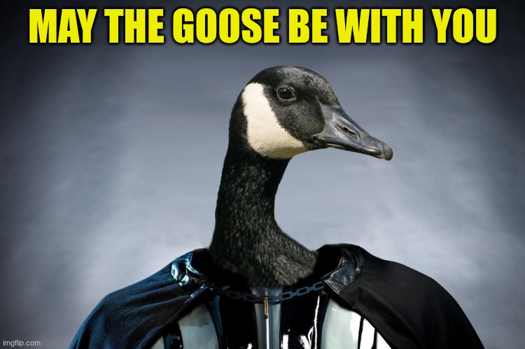 Darth Goose | MAY THE GOOSE BE WITH YOU | image tagged in fun,star wars,darth vader,goose | made w/ Imgflip meme maker