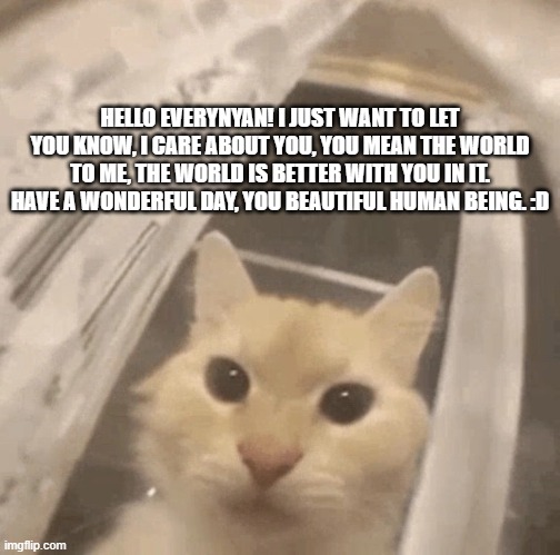 have a wonderful day, and know, someone out there cares about you | HELLO EVERYNYAN! I JUST WANT TO LET YOU KNOW, I CARE ABOUT YOU, YOU MEAN THE WORLD TO ME, THE WORLD IS BETTER WITH YOU IN IT. HAVE A WONDERFUL DAY, YOU BEAUTIFUL HUMAN BEING. :D | image tagged in wholesome silly cat | made w/ Imgflip meme maker