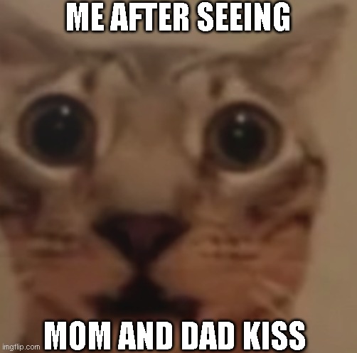 Me at least | ME AFTER SEEING; MOM AND DAD KISS | image tagged in romance,scared cat,idk | made w/ Imgflip meme maker
