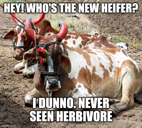 2 bulls | HEY! WHO'S THE NEW HEIFER? I DUNNO. NEVER SEEN HERBIVORE | image tagged in 2 bulls | made w/ Imgflip meme maker