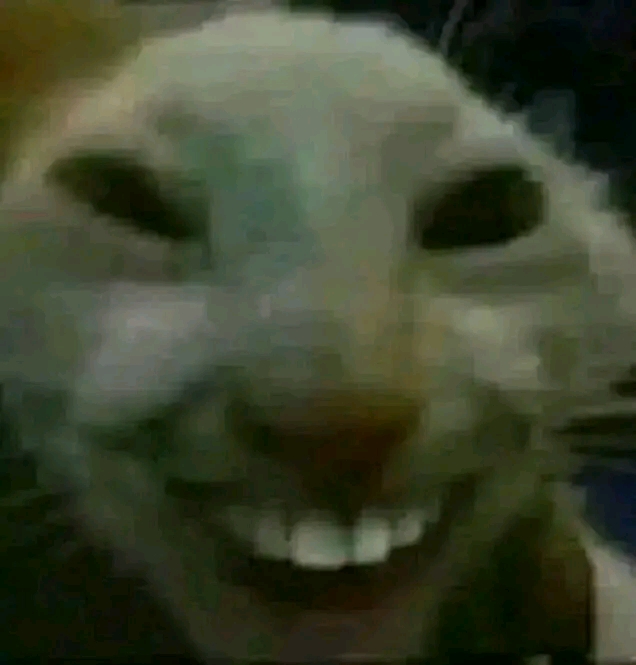 High Quality Philippine smiling cat Blank Meme Template