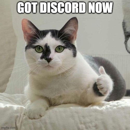 Thumbs up cat | GOT DISCORD NOW | image tagged in thumbs up cat | made w/ Imgflip meme maker