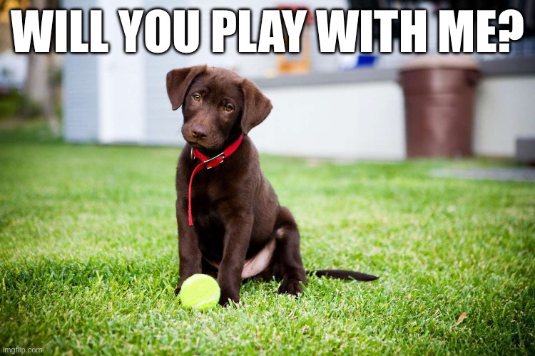 Adorable puppy I found on the internet | WILL YOU PLAY WITH ME? | image tagged in puppy,cute,aww | made w/ Imgflip meme maker