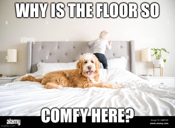 My dogs love laying on the bed | WHY IS THE FLOOR SO; COMFY HERE? | image tagged in doge,doggo,bed | made w/ Imgflip meme maker