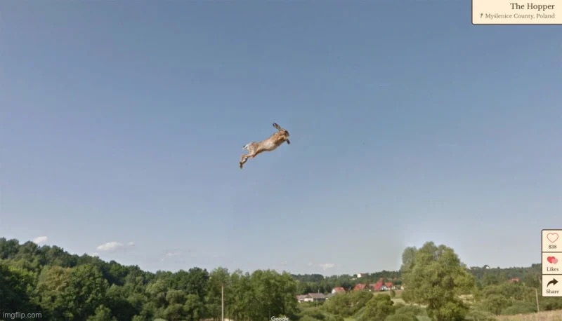 Look at this high flying rabbit | image tagged in rabbit,flight | made w/ Imgflip meme maker
