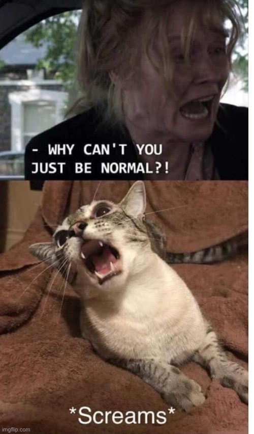 image tagged in why can't you just be normal,why cant you just be normal,cat,cats,screaming | made w/ Imgflip meme maker