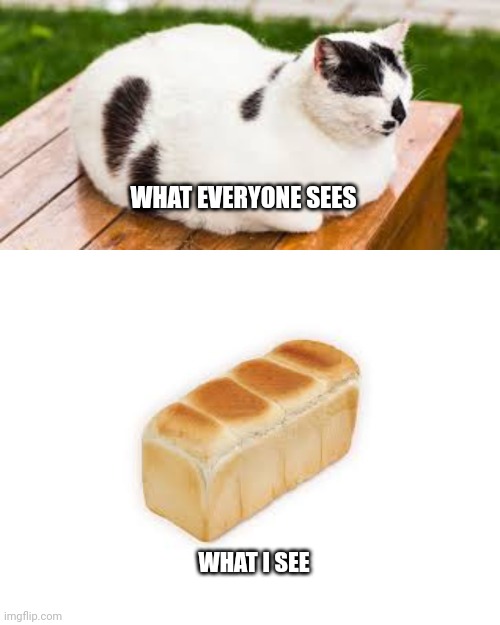Cat Loaf | WHAT EVERYONE SEES; WHAT I SEE | image tagged in cats | made w/ Imgflip meme maker