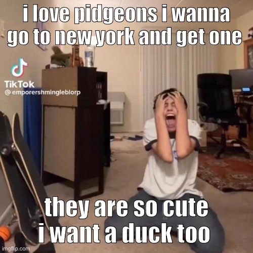 me rn | i love pidgeons i wanna go to new york and get one; they are so cute i want a duck too | image tagged in me rn | made w/ Imgflip meme maker