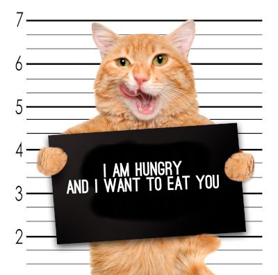 Hungry Kitty Mugshot Blank Meme Template