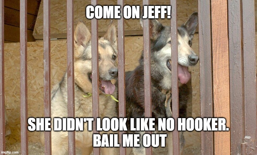 Dog hooker | COME ON JEFF! SHE DIDN'T LOOK LIKE NO HOOKER.
 BAIL ME OUT | image tagged in funny memes | made w/ Imgflip meme maker