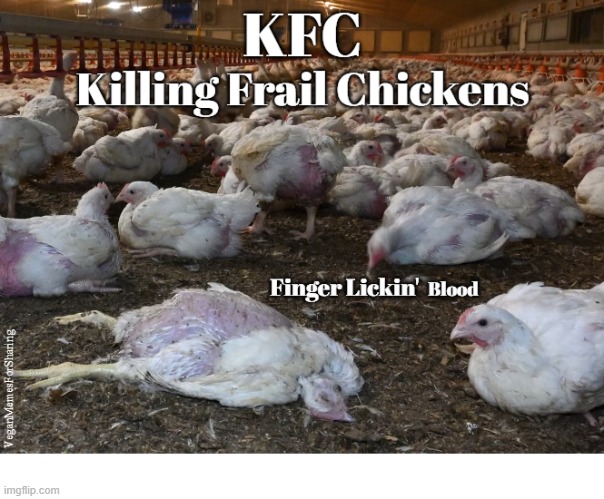 Kentucky Fried Cruelty | image tagged in vegan,veganism,kfc,chicken,colonel sanders,mcnuggets | made w/ Imgflip meme maker