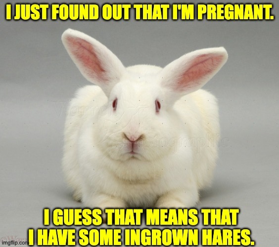 Bunny humor | image tagged in bad pun | made w/ Imgflip meme maker