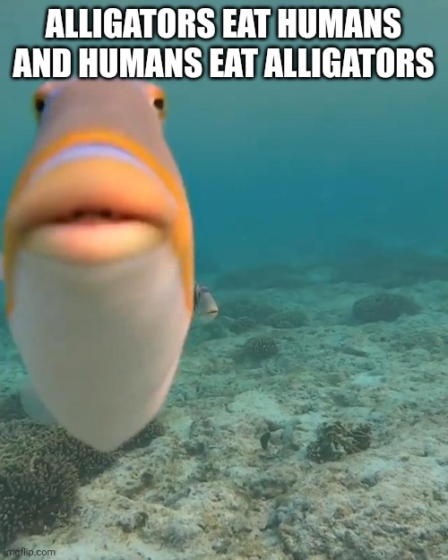 staring fish | ALLIGATORS EAT HUMANS AND HUMANS EAT ALLIGATORS | image tagged in staring fish | made w/ Imgflip meme maker