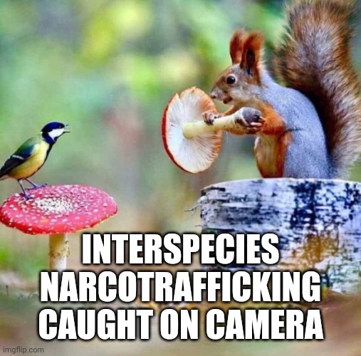 Wildlife drug trafficking | INTERSPECIES NARCOTRAFFICKING CAUGHT ON CAMERA | image tagged in narcos,squirrel,amanita muscaria,fly agaric | made w/ Imgflip meme maker