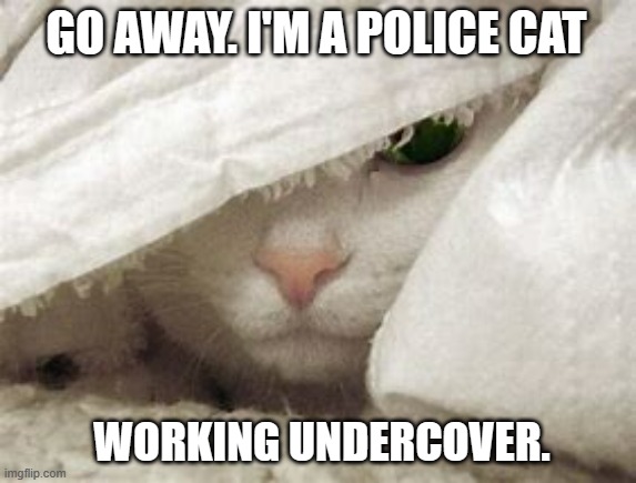 meme by Brad undercover cat | GO AWAY. I'M A POLICE CAT; WORKING UNDERCOVER. | image tagged in humor,funny cat memes,cat memes,cat meme,funny memes | made w/ Imgflip meme maker