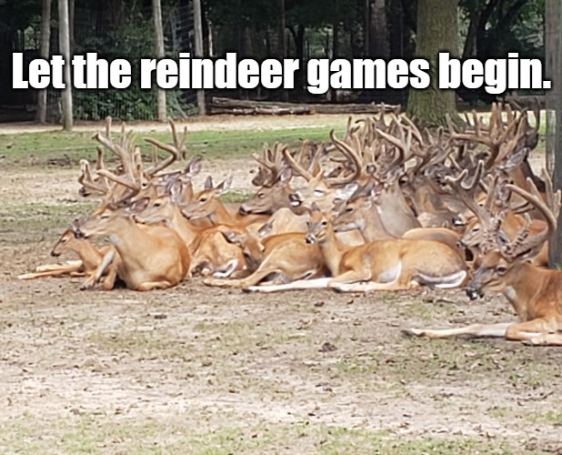 Whose horn is it? | Let the reindeer games begin. | image tagged in reindeer,deer,horns | made w/ Imgflip meme maker