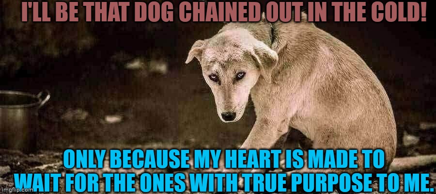 I'LL BE THAT DOG CHAINED OUT IN THE COLD! ONLY BECAUSE MY HEART IS MADE TO WAIT FOR THE ONES WITH TRUE PURPOSE TO ME. | made w/ Imgflip meme maker