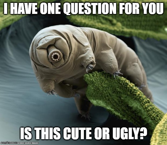 tardigrade | I HAVE ONE QUESTION FOR YOU; IS THIS CUTE OR UGLY? | image tagged in tardigrade | made w/ Imgflip meme maker