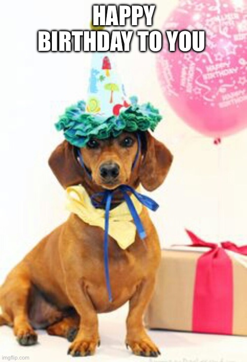 Happy Birthday  | HAPPY BIRTHDAY TO YOU | image tagged in dachshund birthday,happy birthday,dogs,dachsund | made w/ Imgflip meme maker
