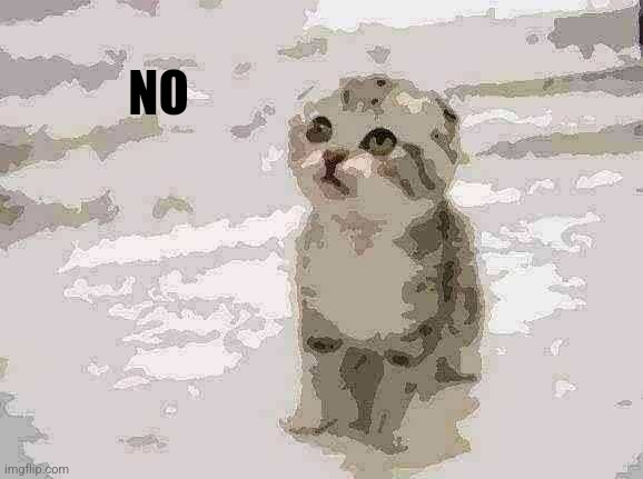 Sad Cat Meme | NO | image tagged in memes,sad cat | made w/ Imgflip meme maker