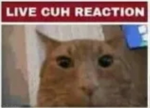 live cuh reaction | image tagged in live cuh reaction | made w/ Imgflip meme maker