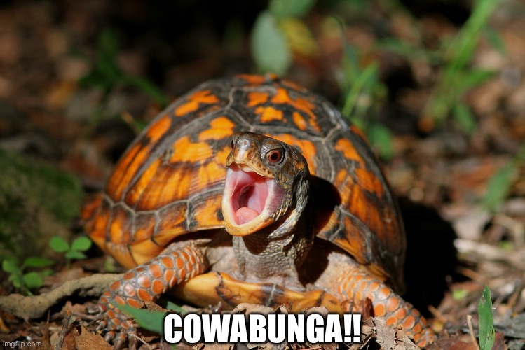 COWABUNGA!! | image tagged in memes,tmnt,meme,teenage mutant ninja turtles,turtle,shitpost | made w/ Imgflip meme maker