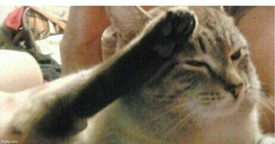 Also, good morning | image tagged in cat of honor | made w/ Imgflip meme maker