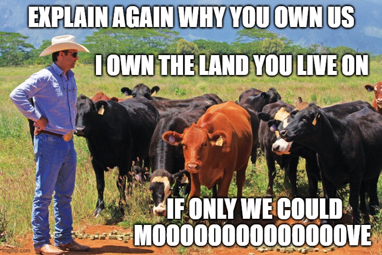 If Only We Could Mooooove | IF ONLY WE COULD 
MOOOOOOOOOOOOOOVE | image tagged in cows,cowboy wisdom,cow,bad pun cow,no money,rent | made w/ Imgflip meme maker
