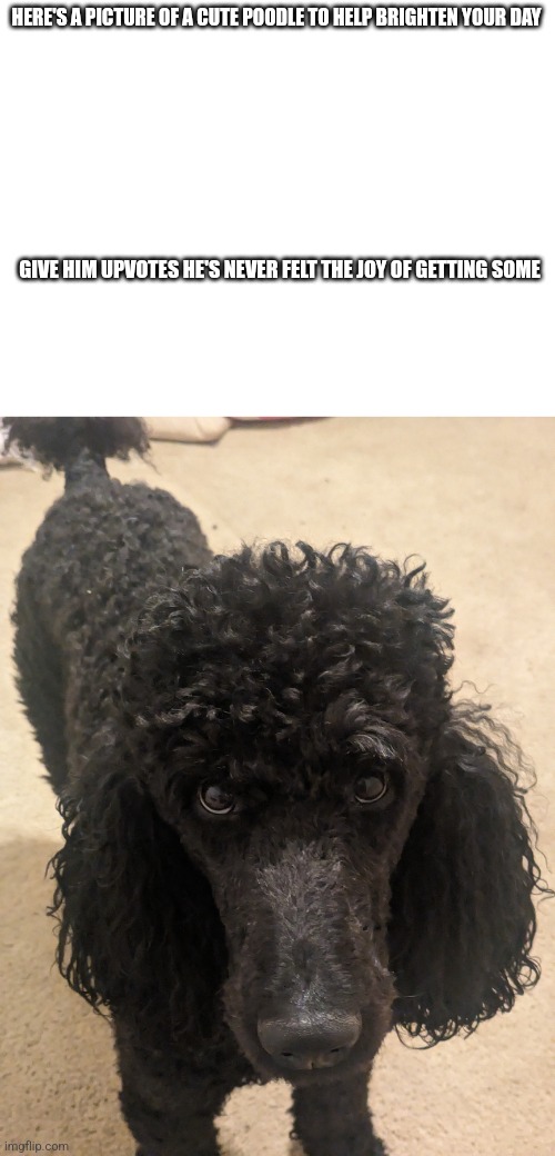 Sorry I haven't posted anything in a while | HERE'S A PICTURE OF A CUTE POODLE TO HELP BRIGHTEN YOUR DAY; GIVE HIM UPVOTES HE'S NEVER FELT THE JOY OF GETTING SOME | image tagged in cute | made w/ Imgflip meme maker