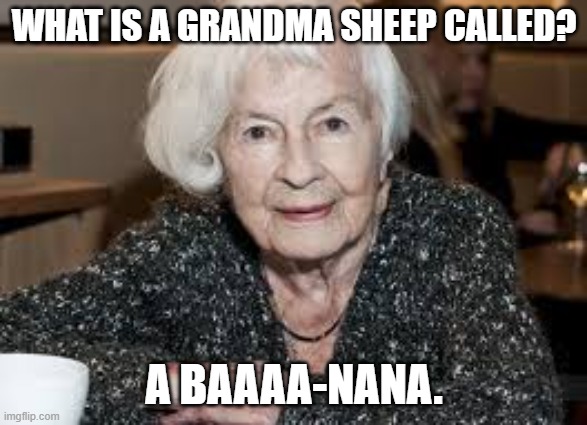 Grandmother | WHAT IS A GRANDMA SHEEP CALLED? A BAAAA-NANA. | image tagged in grandmother | made w/ Imgflip meme maker