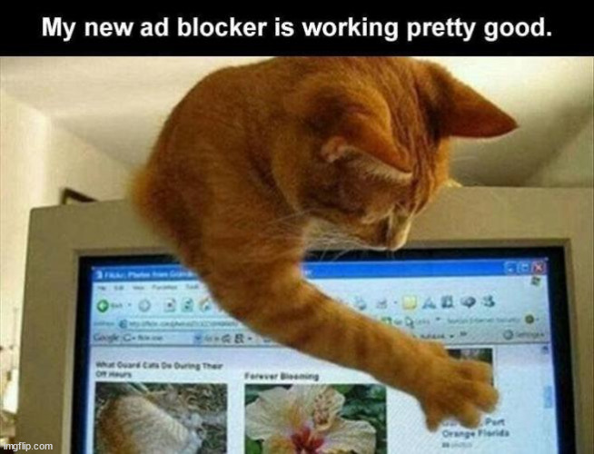 Cats are smart... | image tagged in cats,new ad blocker,works good | made w/ Imgflip meme maker