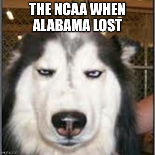 original pissed off husky | THE NCAA WHEN ALABAMA LOST | image tagged in original pissed off husky | made w/ Imgflip meme maker
