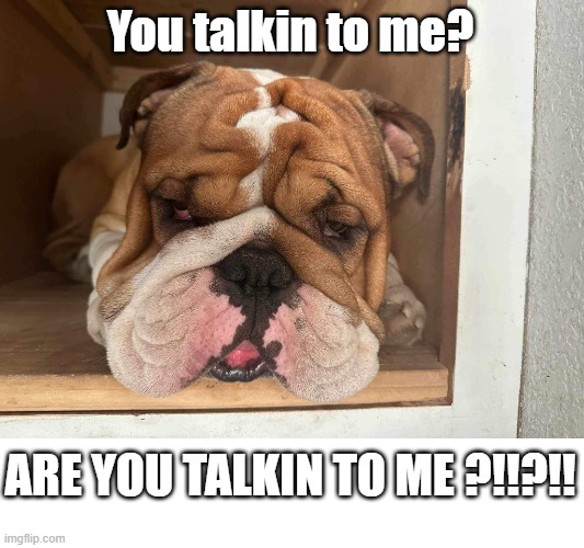 You talkin to me? ARE YOU TALKIN TO ME ?!!?!! | image tagged in dog,fun,funny | made w/ Imgflip meme maker